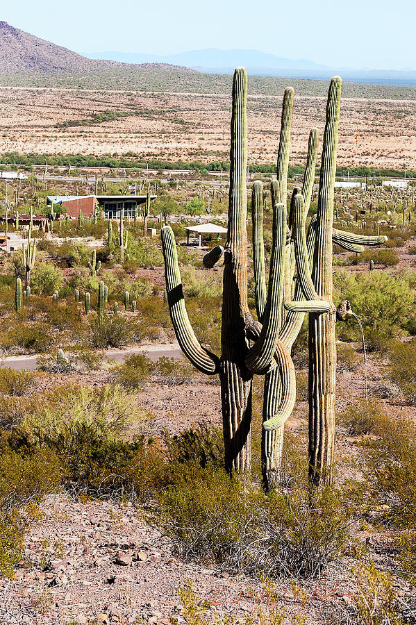 Saguaro Cactus Arms Photograph by Ed Peterson