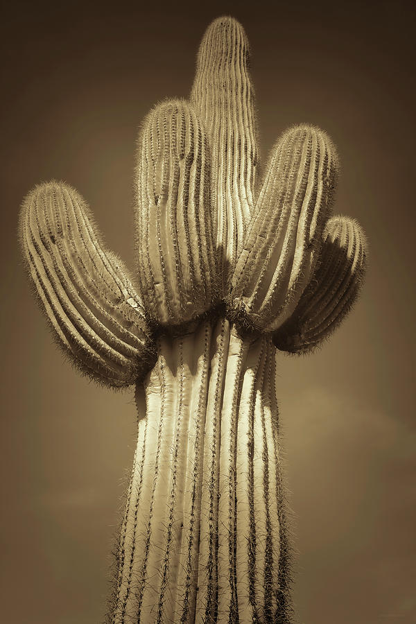 Saguaro Cactus Many Arms Sepia Photograph by Jennie Marie Schell