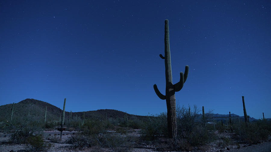 Saguaro Cactus at Night Organ Pipe Cactus National Monument Arizona Photograph by Lawrence S Richardson Jr