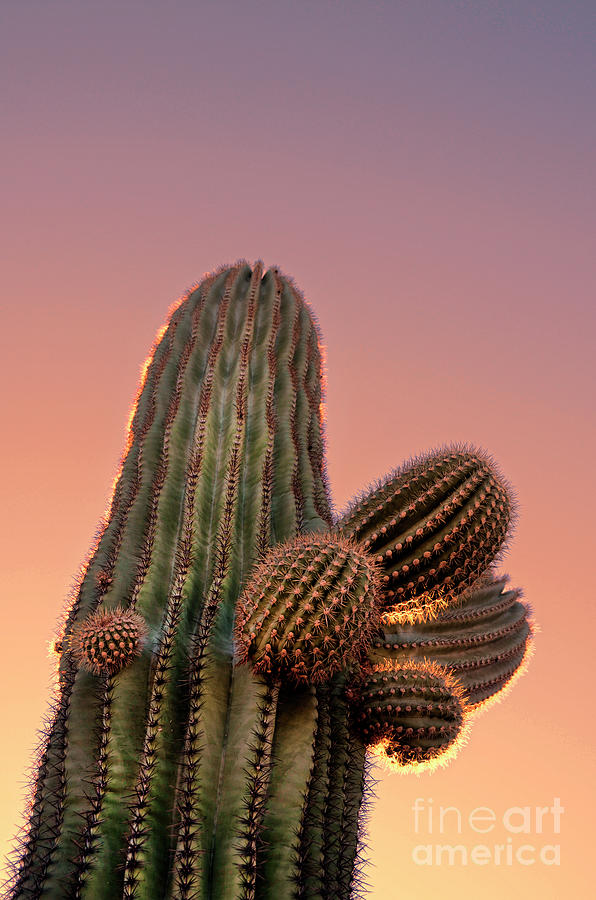 Saguaro Cactus at Sunset Photograph by Jill Battaglia