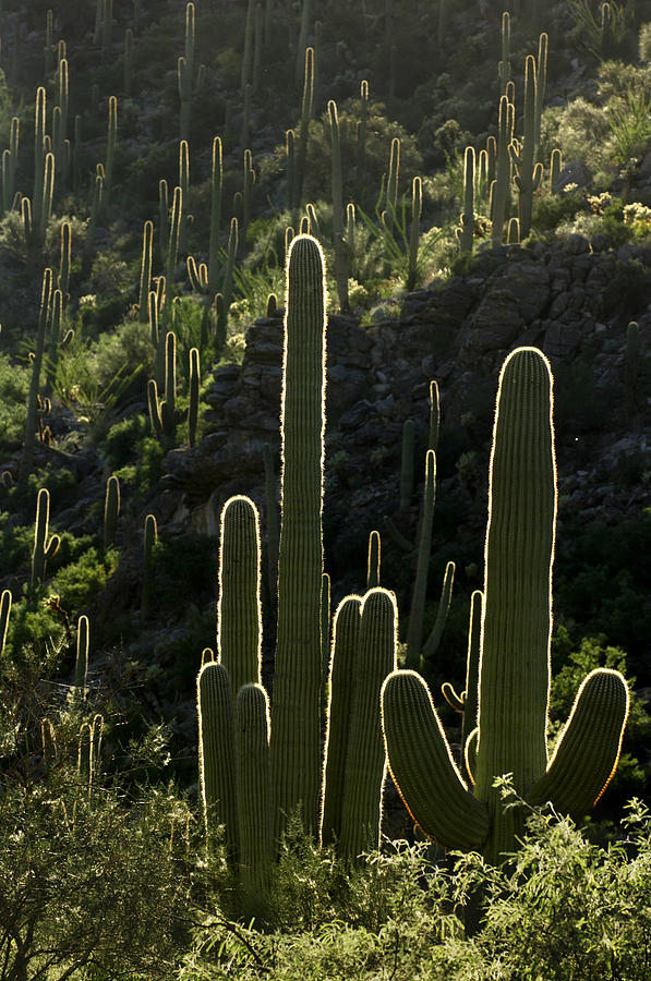 Saguaro Cactus Backlit Photograph by Jill Reger