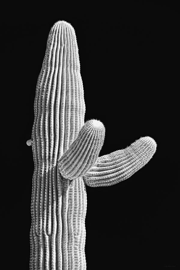 Saguaro Cactus Black and White Photograph by Jennie Marie Schell