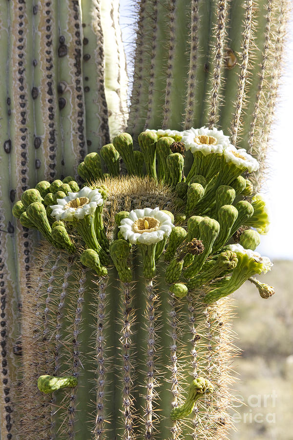 Saguaro Cactus Bloom Photograph