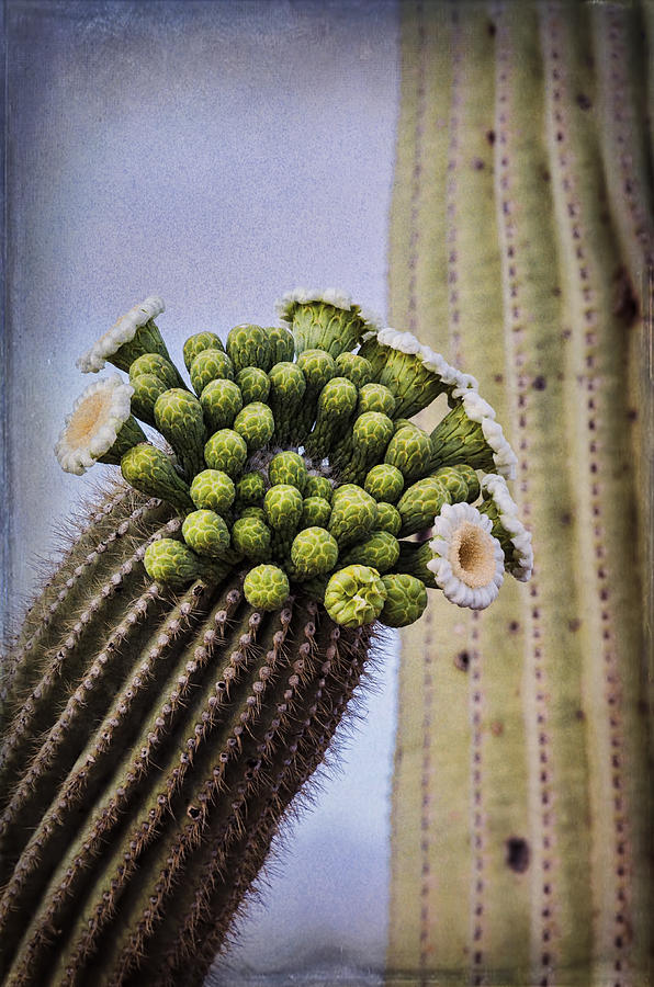Nature Photograph - Saguaro Cactus Blooming  by Saija Lehtonen