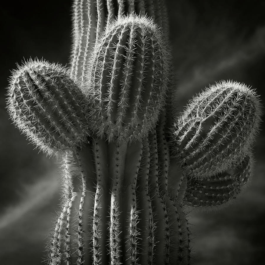 Saguaro Cactus Photograph by Bud Simpson