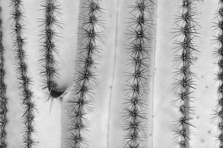 Saguaro Cactus Close-Up  BW Photograph by James BO Insogna