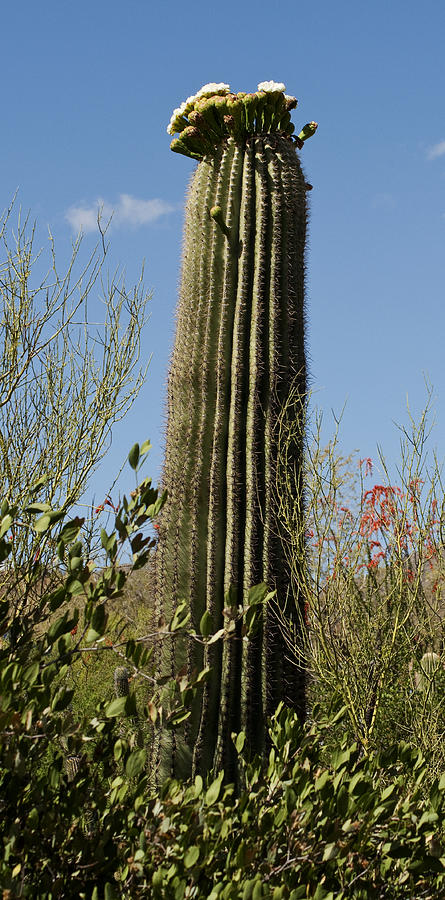 Saguaro Cactus Photograph by Daniel Hebard