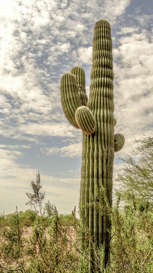 Saguaro cactus Photograph by Darrell Foster