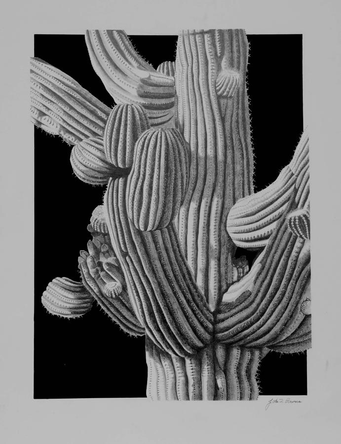 Saguaro Cactus Detail Drawing by John Bowman - Fine Art America