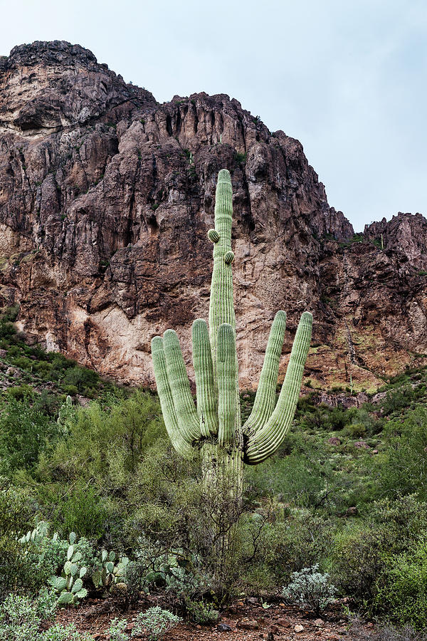 Mountain Photograph - Saguaro Cactus by Evgeniya Lystsova