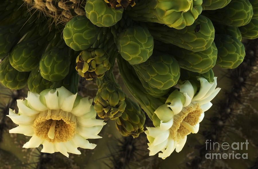 Saguaro Cactus Flower 3 Photograph by Bob Christopher