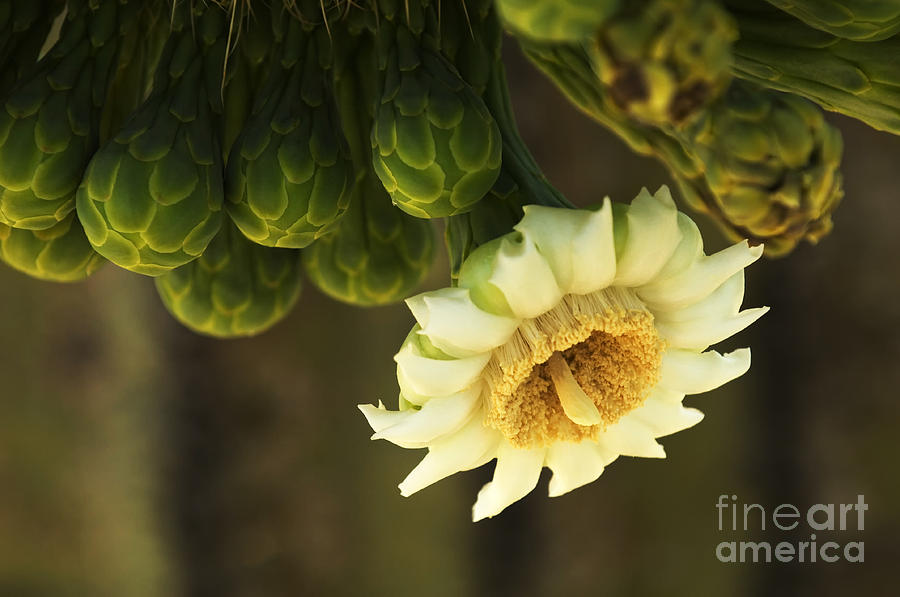 Saguaro Cactus Flower 4 Photograph by Bob Christopher