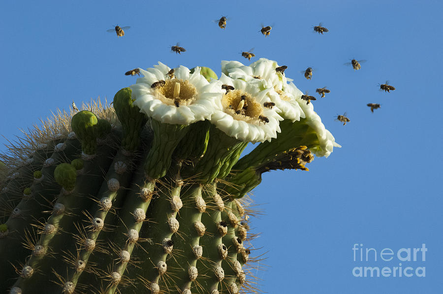 Saguaro Cactus Flower 5 Photograph by Bob Christopher