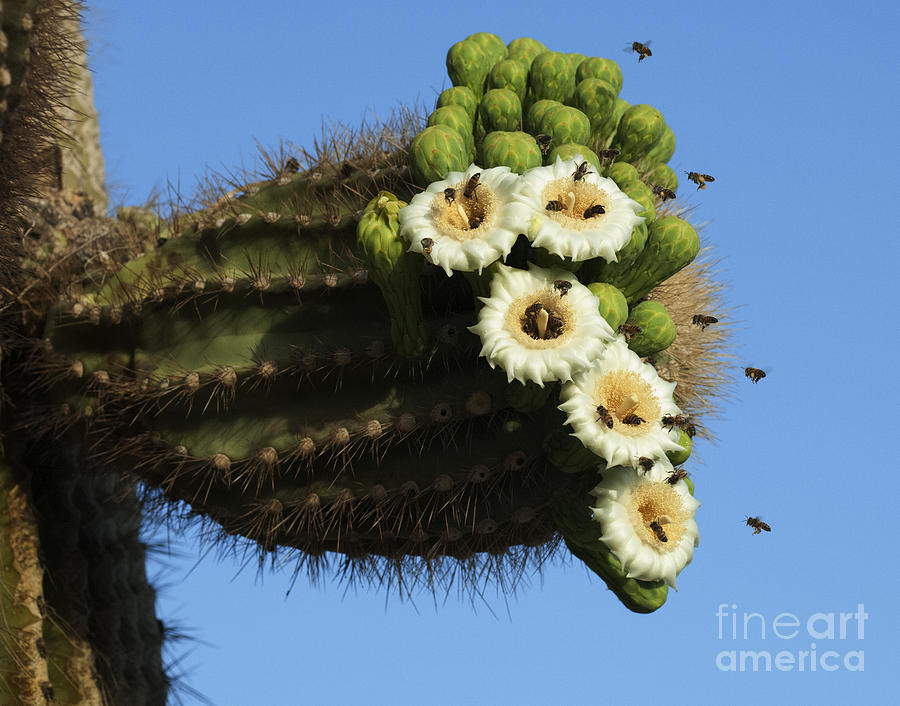 Saguaro Cactus Flower 6 Photograph by Bob Christopher