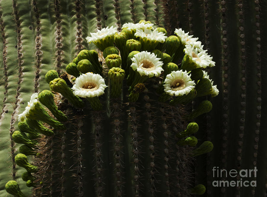 Saguaro Cactus Flower 7 Photograph by Bob Christopher