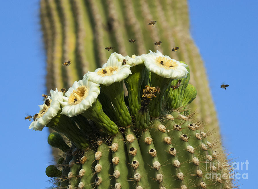 Saguaro Cactus Flower 8 Photograph by Bob Christopher