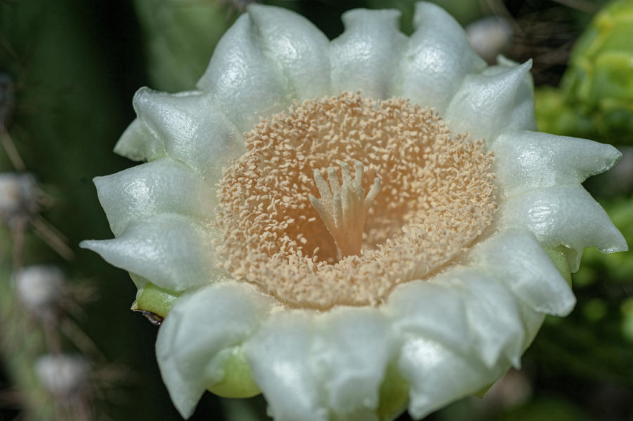 Saguaro Cactus Flower Photograph by Dan McManus