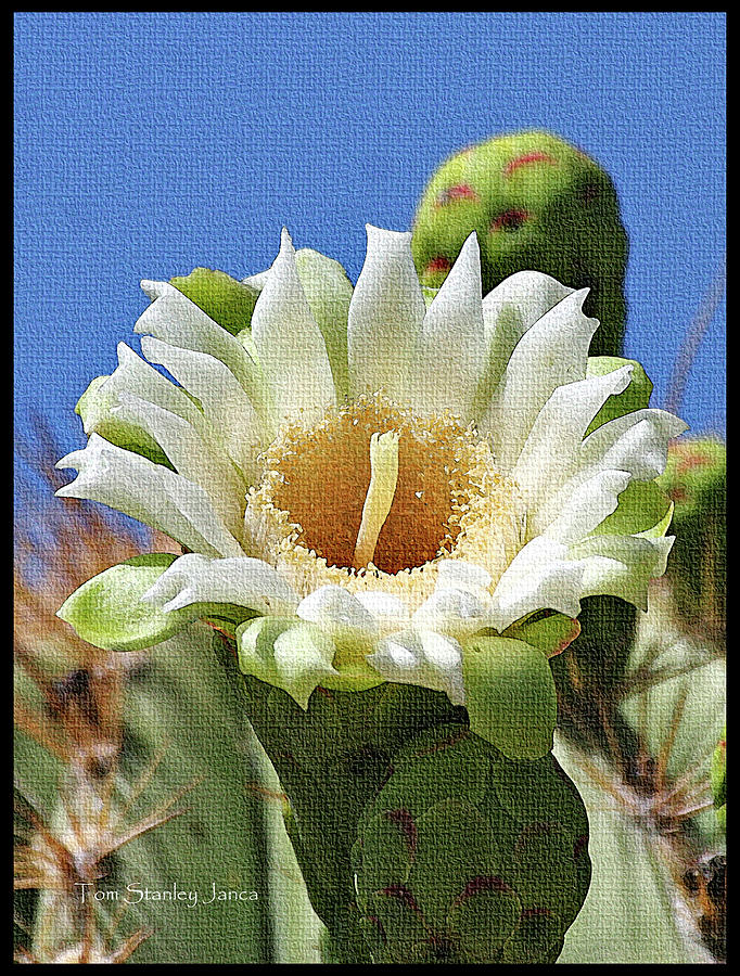 Saguaro Cactus Flower  Digital Art by Tom Janca