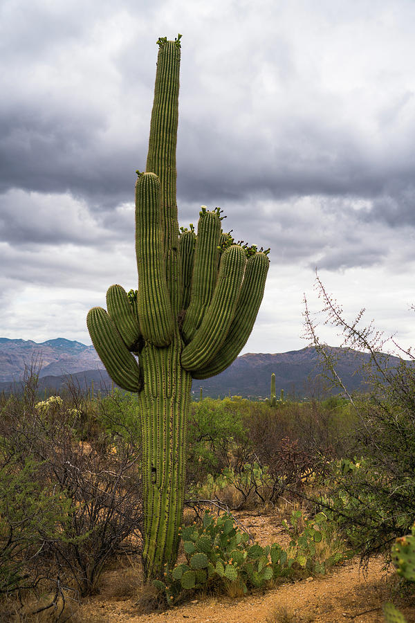 Saguaro Cactus in Bloom Saguaro National Park Arizona Photograph by Lawrence S Richardson Jr