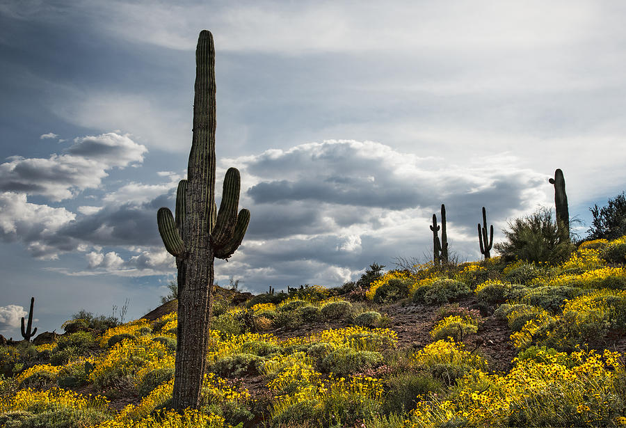 Saguaro Cactus in the springtime Photograph by Dave Dilli