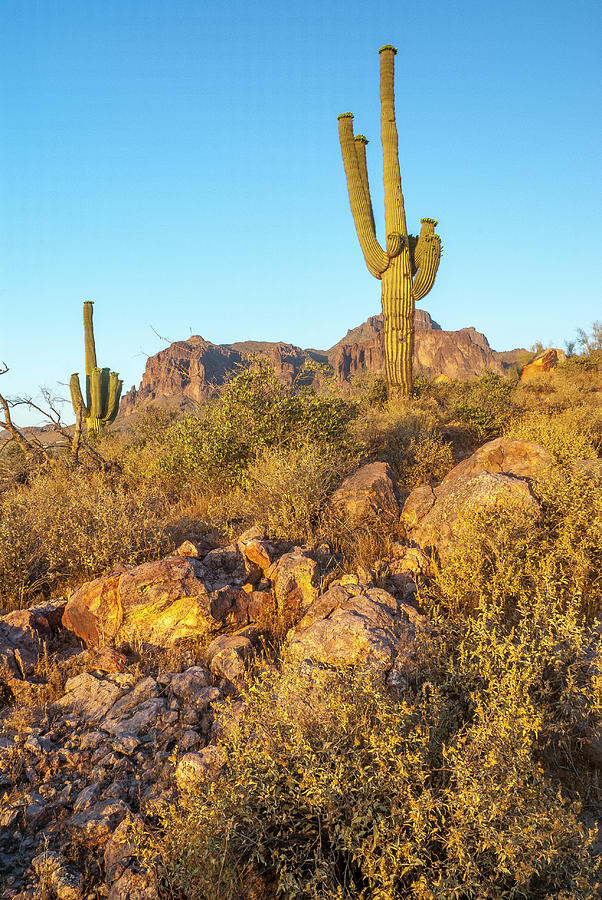 Saguaro Cactus in the Superstitions Photograph by Donald Pash