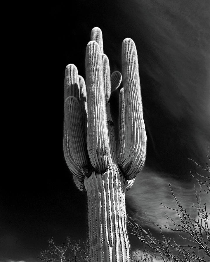 Saguaro Cactus - Infra red Photograph by Lee Hart - Fine Art America