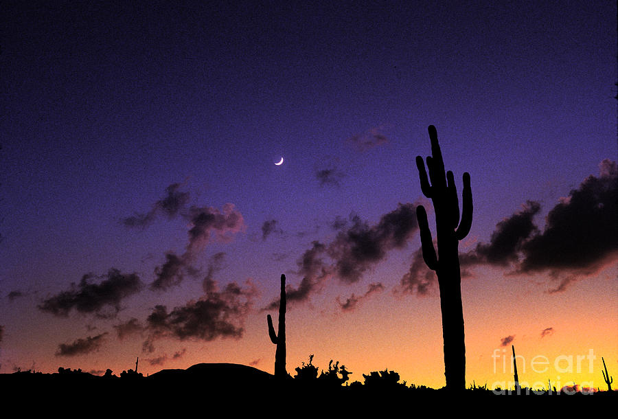 Saguaro Cactus into the Sunset with the Moon Photograph by Wernher Krutein