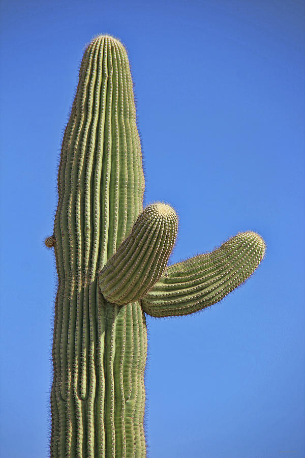 Saguaro Cactus  Photograph by Jennie Marie Schell