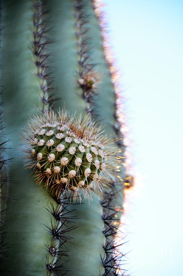 Saguaro Cactus Photograph by Jill Battaglia