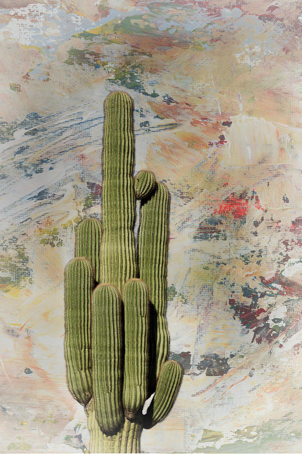 Saguaro Cactus Photograph by Jim Thompson