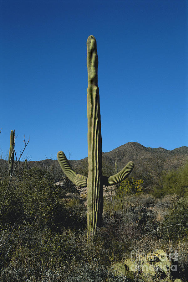 Saguaro Cactus Photograph by John Kaprielian