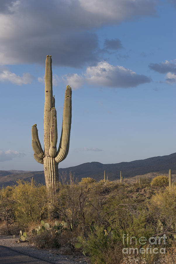 Saguaro National Park Photograph - Saguaro Cactus by Juli Scalzi