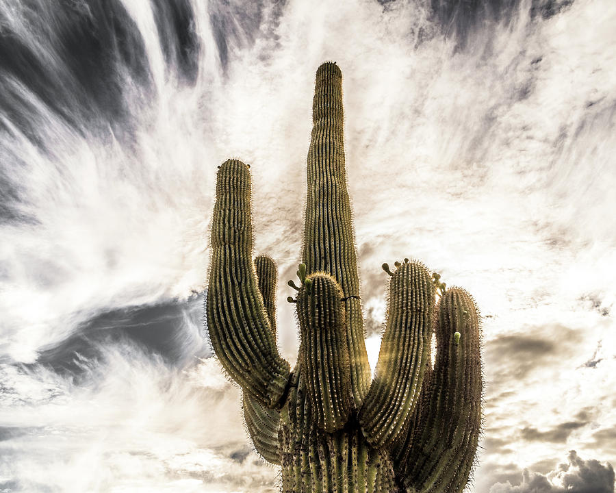 Saguaro Cactus Photograph by Ken Mickel