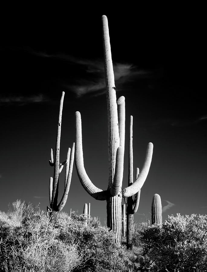 Saguaro Cactus Photograph by Mountain Dreams