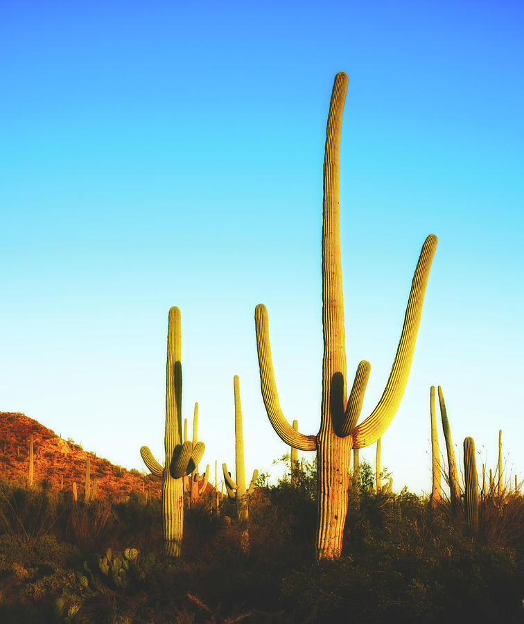 Saguaro Cactus  Photograph by Mountain Dreams