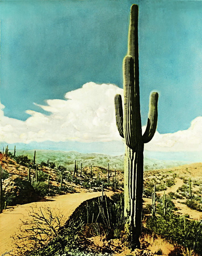 Saguaro Cactus  Photograph by Marilyn Hunt