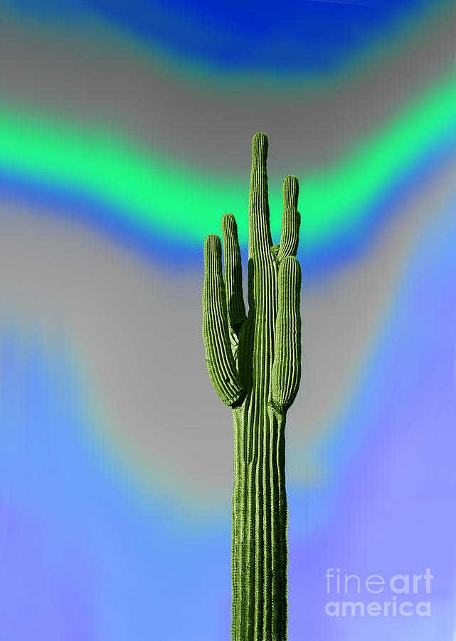 Saguaro Cactus Meditation Photograph by Wernher Krutein