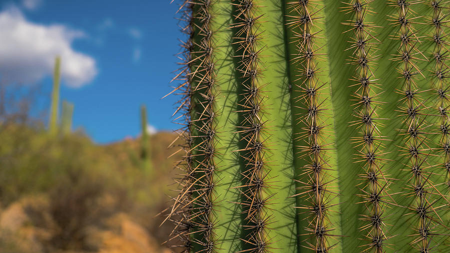 Saguaro Cactus Needles Tucson Arizona Photograph by Lawrence S Richardson Jr