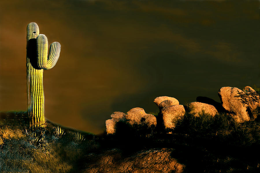 Scottsdale Photograph - Saguaro Cactus of Secottsdale AZ by Joe Hoover