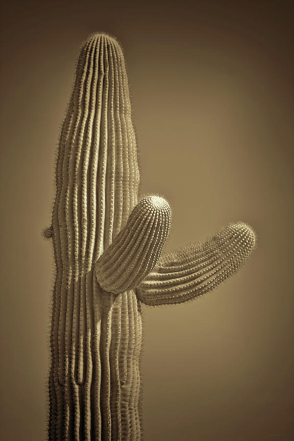 Saguaro Cactus Sepia Brown Photograph by Jennie Marie Schell