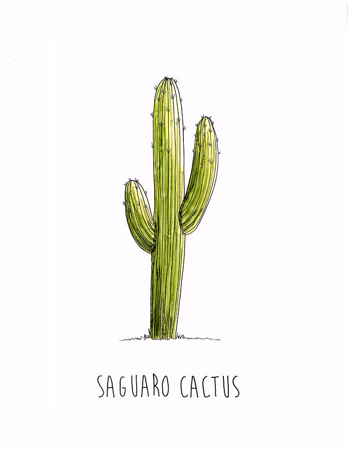 Saguaro Cactus Drawing by Shanon Rifenbery