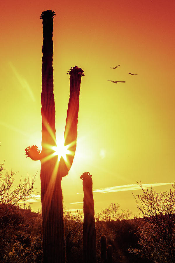 Saguaro Cactus Silhouette at Sunrise Photograph by Good Focused