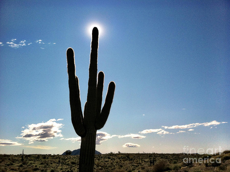 Saguaro Cactus Silhouette With Sunburst  Photograph by Bryan Mullennix