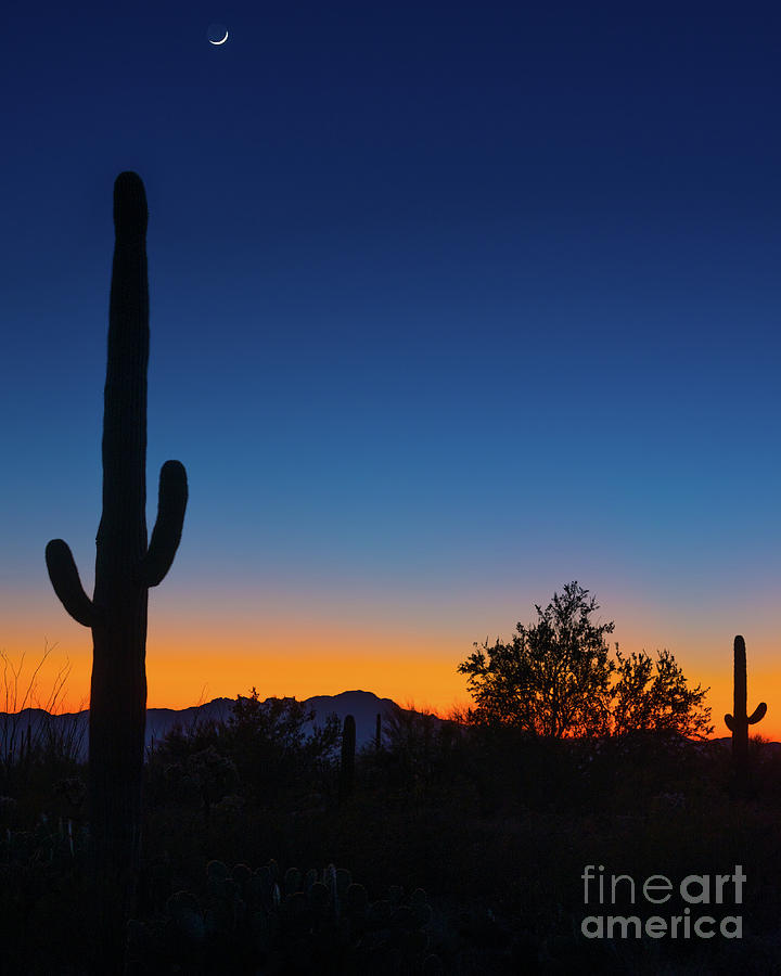Saguaro Cactus Silhouette at Sunset - Tucson - Arizona   Photograph by Gary Whitton