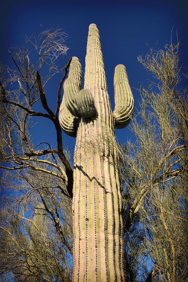 Saguaro Cactus Fine