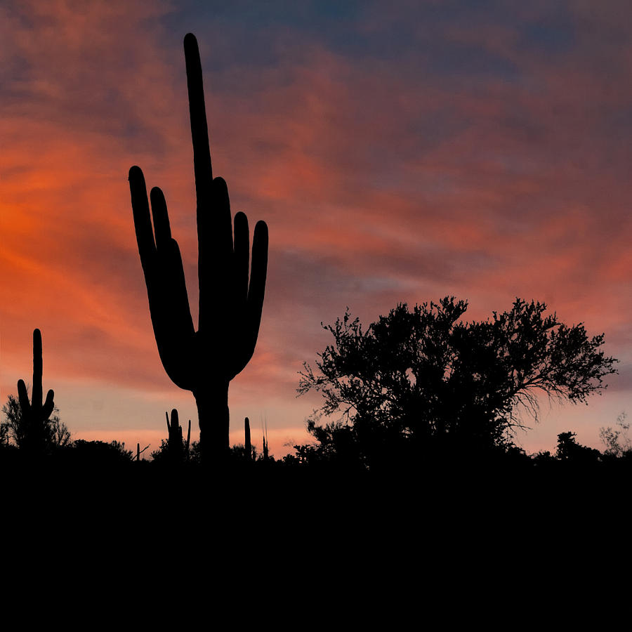 Saguaro Cactus Sunset DSC08291 Photograph by Greg Kluempers