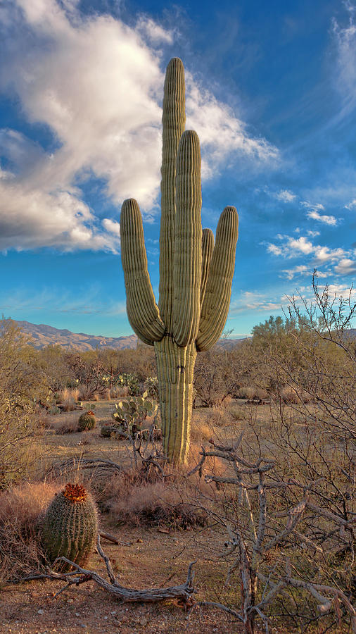 Saguaro Cactus Photograph by Susan Rissi Tregoning