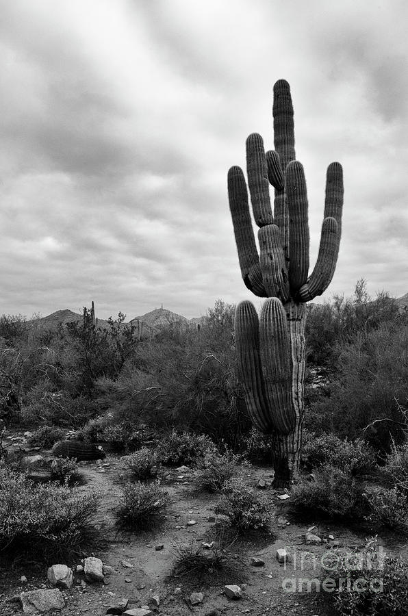 Saguaro Cactus  Photograph by Tamara Becker