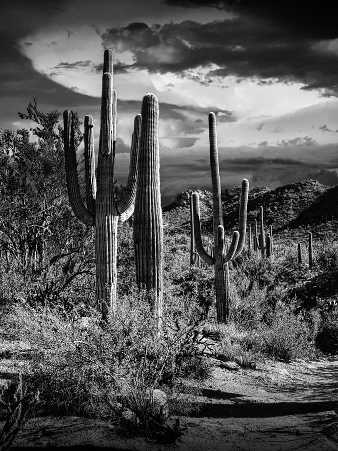 Saguaro Cactuses in Black and White Photograph by Randall Nyhof