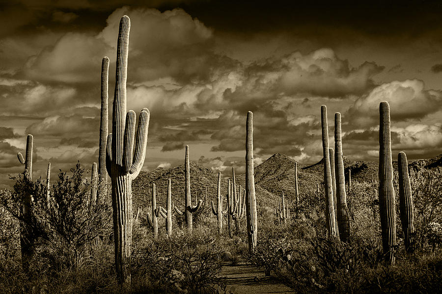Saguaro Cactuses in Sepia Photograph by Randall Nyhof